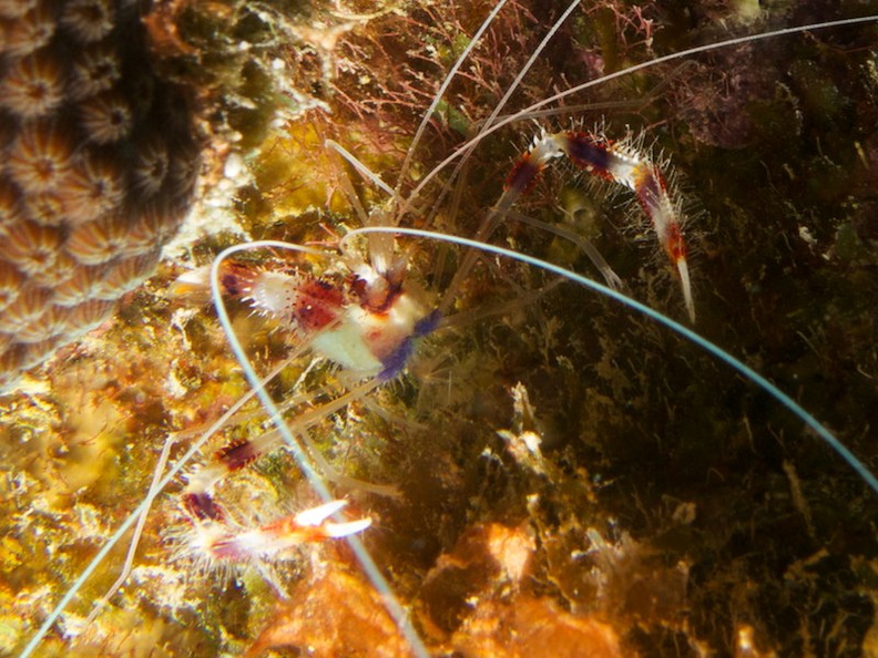 Banded Coral Shrimp IMG_6004.jpg
